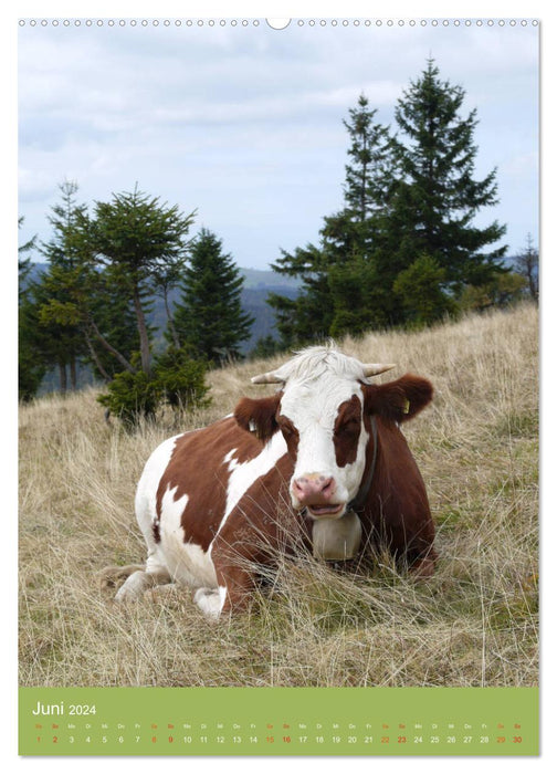 Forêt Noire et vaches au format portrait (calendrier mural CALVENDO 2024) 