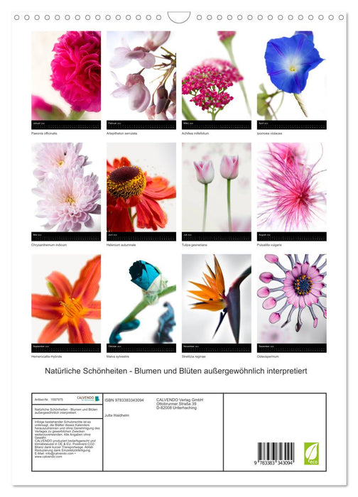 Beautés naturelles - fleurs et fleurs - interprétées de manière exceptionnelle dans leur personnalité (calendrier mural CALVENDO 2024) 