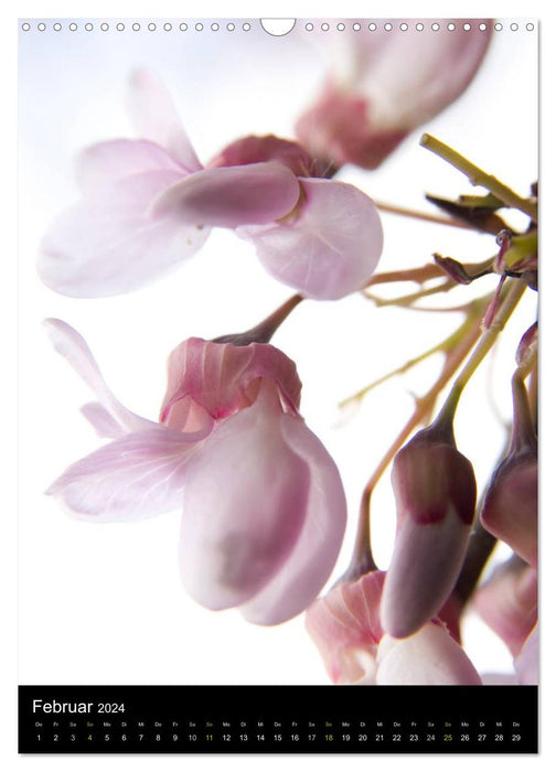 Natural beauties - flowers and blossoms - interpreted exceptionally in their personality (CALVENDO wall calendar 2024) 