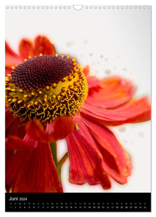 Beautés naturelles - fleurs et fleurs - interprétées de manière exceptionnelle dans leur personnalité (calendrier mural CALVENDO 2024) 