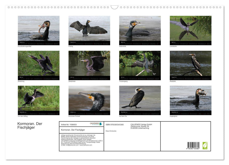 Cormorant. The fish hunter (CALVENDO wall calendar 2024) 