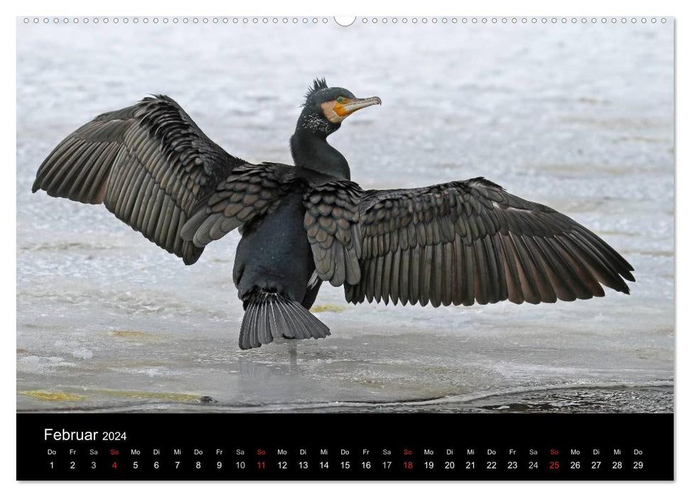 Cormoran. Le chasseur de poissons (Calendrier mural CALVENDO 2024) 