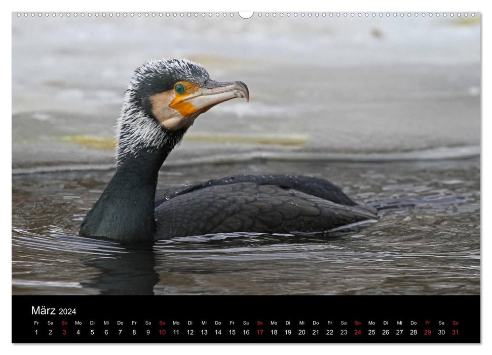 Cormoran. Le chasseur de poissons (Calendrier mural CALVENDO 2024) 