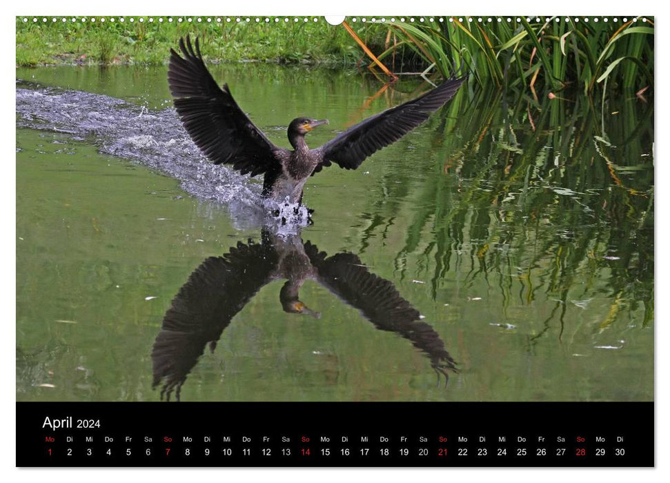 Cormoran. Le chasseur de poissons (Calendrier mural CALVENDO 2024) 