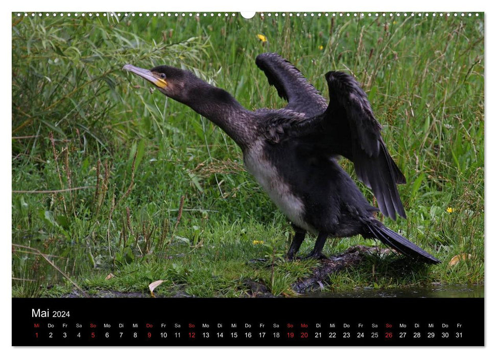 Cormoran. Le chasseur de poissons (Calendrier mural CALVENDO 2024) 