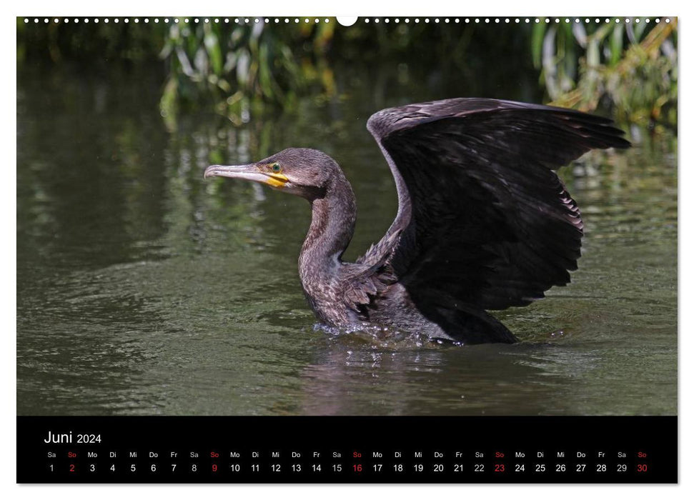 Cormoran. Le chasseur de poissons (Calendrier mural CALVENDO 2024) 