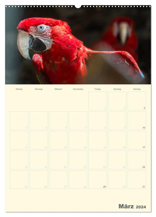 Colorful parrot planner (CALVENDO wall calendar 2024) 