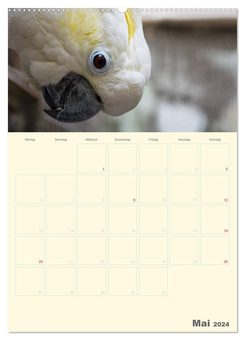 Colorful parrot planner (CALVENDO wall calendar 2024) 