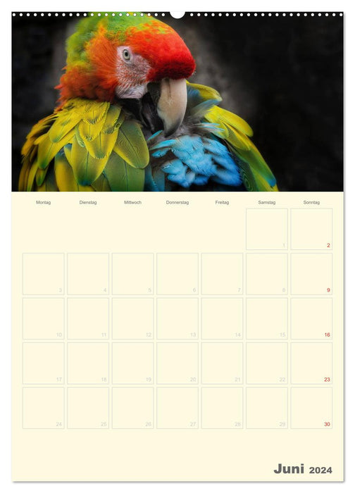 Planificateur perroquet coloré (calendrier mural CALVENDO 2024) 