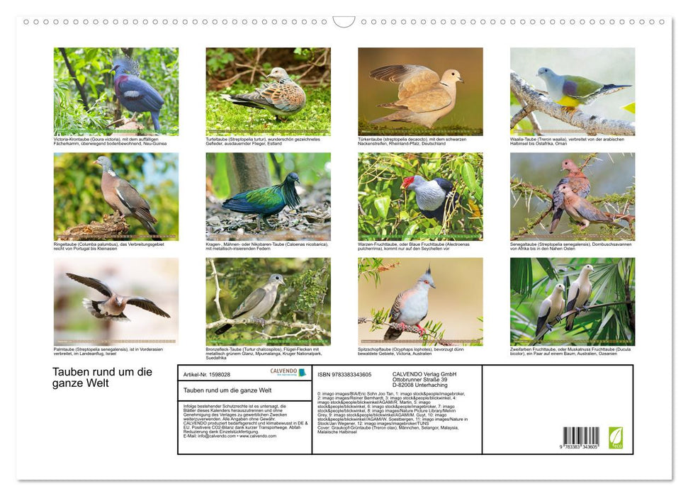 Pigeons around the world (CALVENDO wall calendar 2024) 