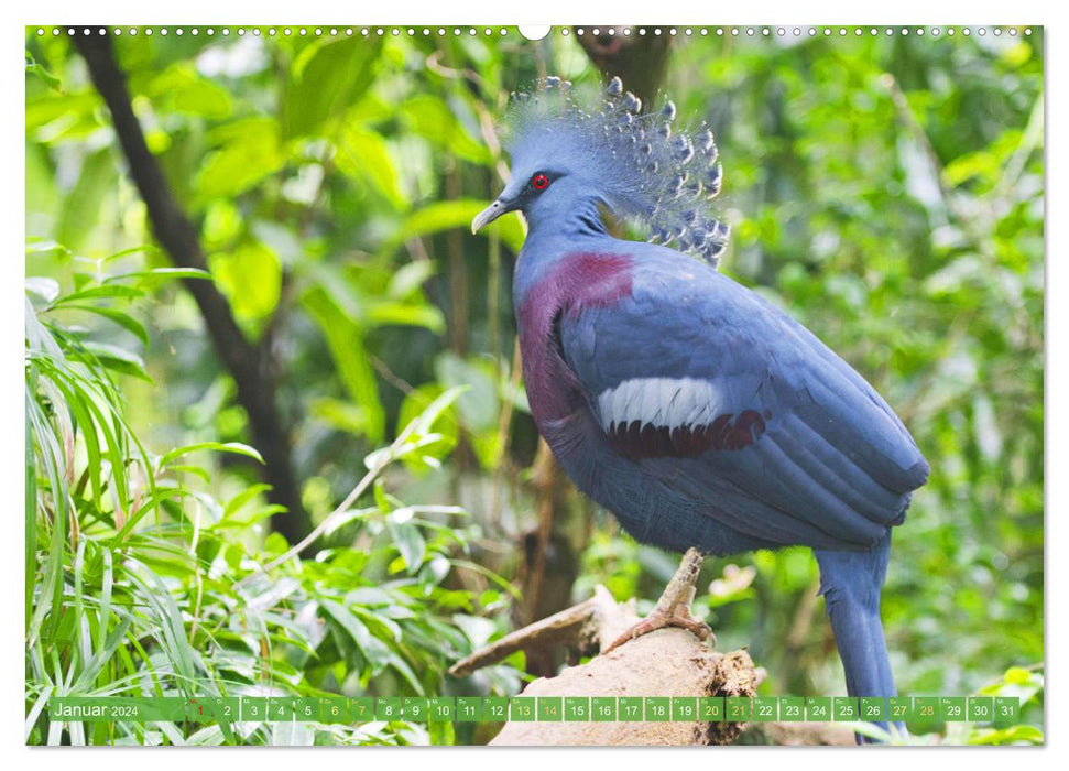 Pigeons around the world (CALVENDO wall calendar 2024) 