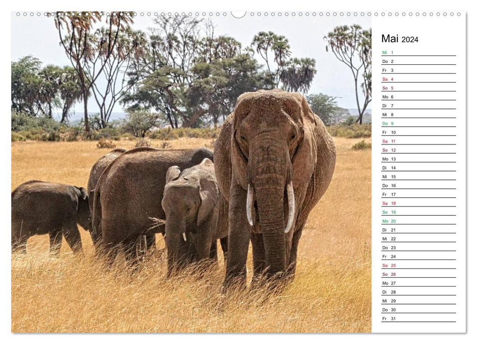 Éléphants. Faune au Kenya (Calvendo Premium Wall Calendar 2024) 