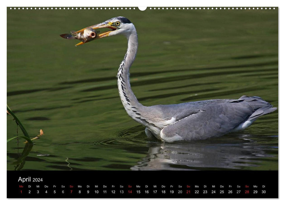 Aus dem Leben der Graureiher (CALVENDO Premium Wandkalender 2024)