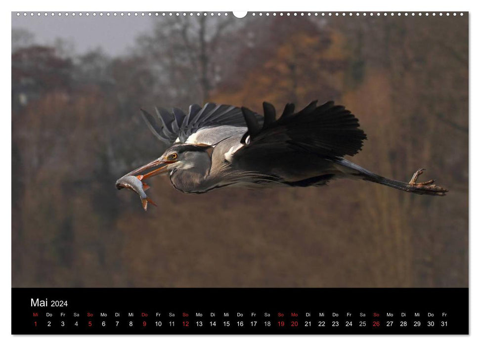 Aus dem Leben der Graureiher (CALVENDO Premium Wandkalender 2024)