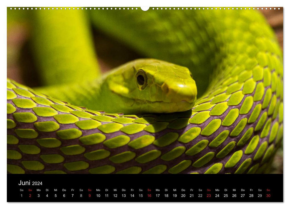 Schlangen dieser Welt (CALVENDO Premium Wandkalender 2024)