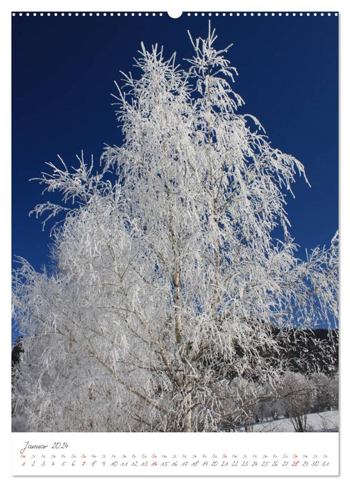 Mes plus beaux arbres (Calendrier mural CALVENDO 2024) 