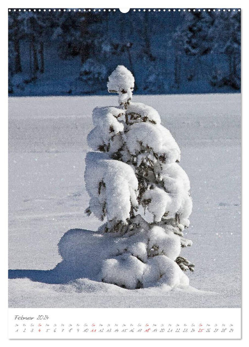 Mes plus beaux arbres (Calendrier mural CALVENDO 2024) 