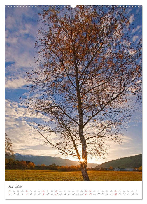 My most beautiful trees (CALVENDO wall calendar 2024) 