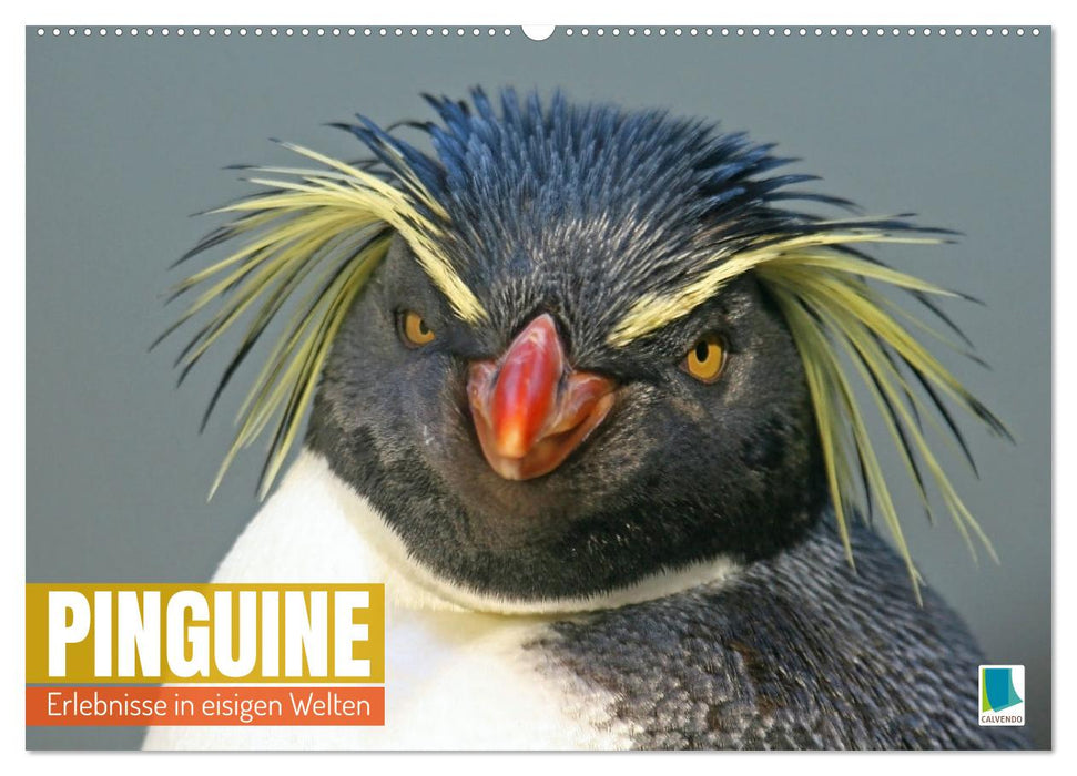 Pingouins : Expériences dans des mondes glacés (Calendrier mural CALVENDO 2024) 