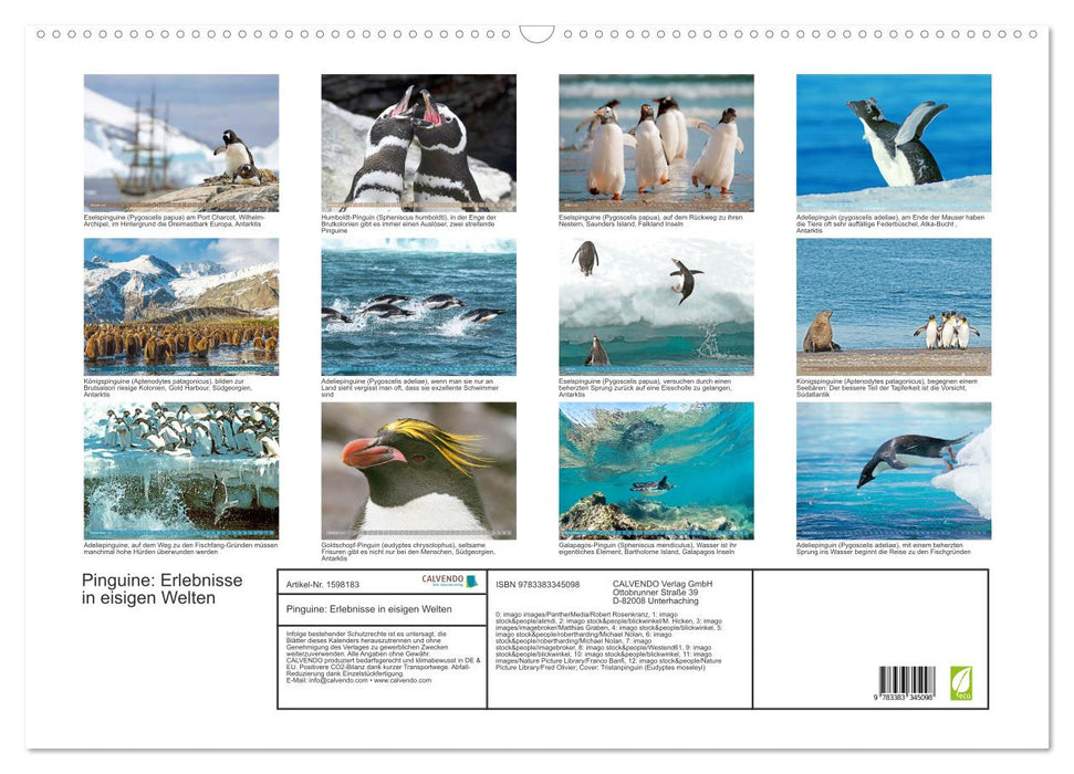 Pingouins : Expériences dans des mondes glacés (Calendrier mural CALVENDO 2024) 