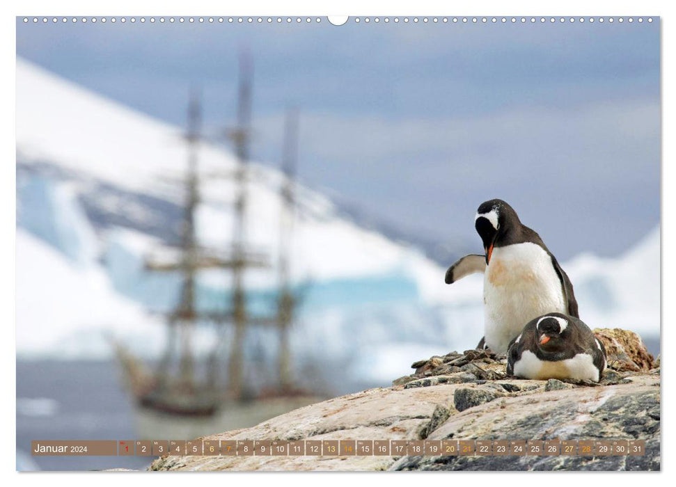 Pingouins : Expériences dans des mondes glacés (Calendrier mural CALVENDO 2024) 