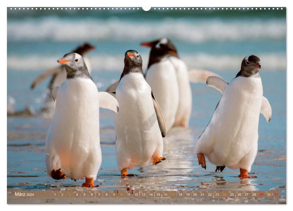 Pinguine: Erlebnisse in eisigen Welten (CALVENDO Wandkalender 2024)