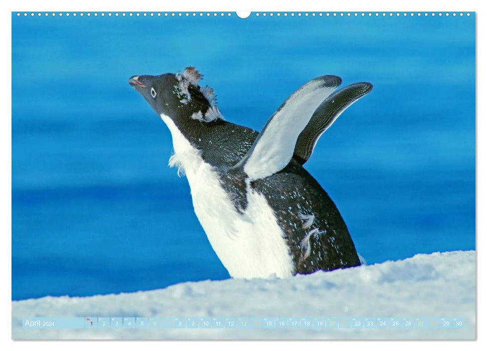 Pinguine: Erlebnisse in eisigen Welten (CALVENDO Wandkalender 2024)