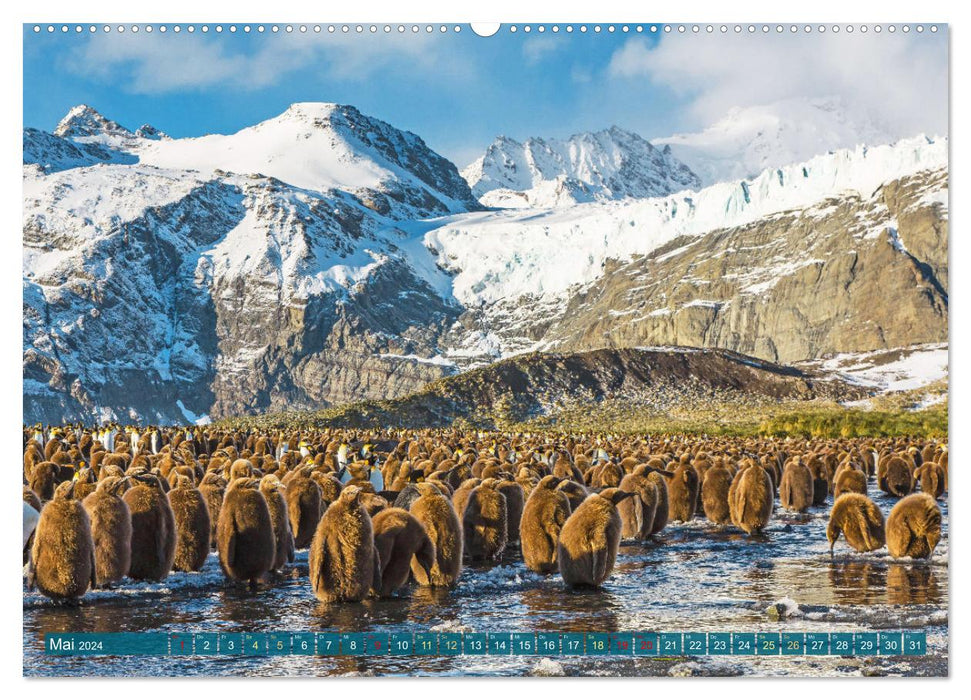 Pinguine: Erlebnisse in eisigen Welten (CALVENDO Wandkalender 2024)