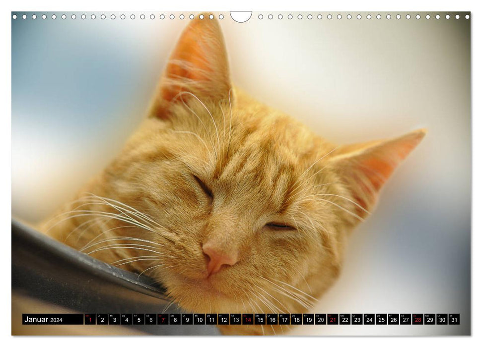 Animal shelter - kitties (CALVENDO wall calendar 2024) 