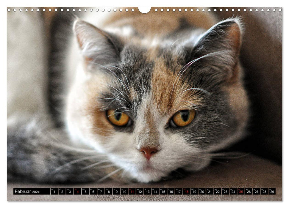 Animal shelter - kitties (CALVENDO wall calendar 2024) 