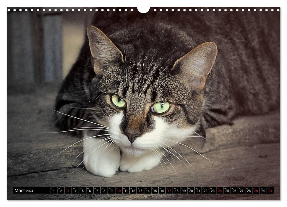 Animal shelter - kitties (CALVENDO wall calendar 2024) 