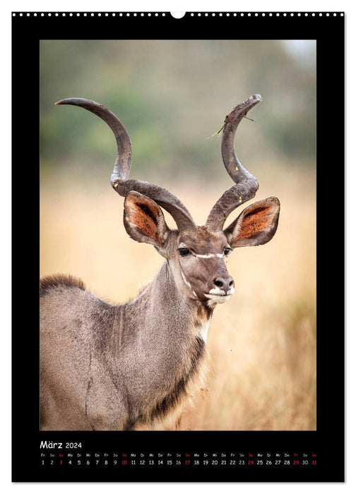 South Africa and its wildlife (CALVENDO Premium Wall Calendar 2024) 