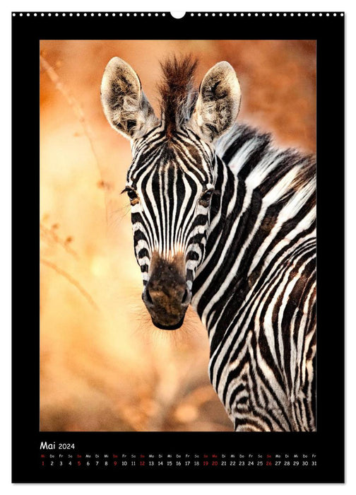 L'Afrique du Sud et sa faune (Calendrier mural CALVENDO Premium 2024) 