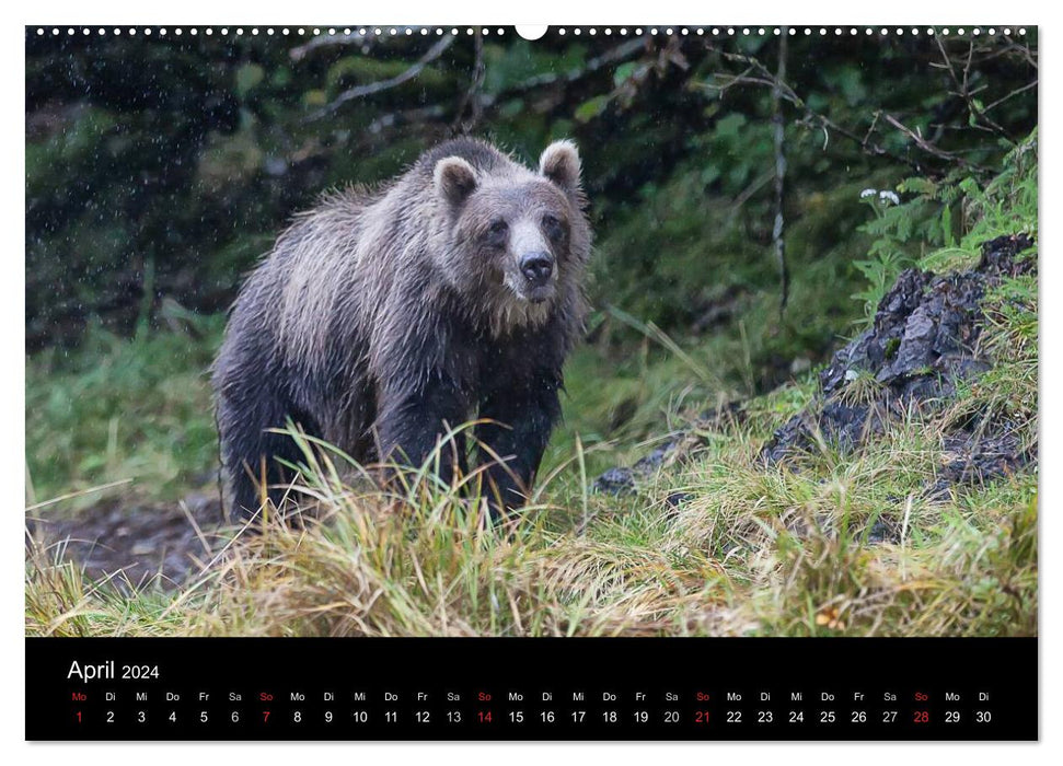 FASCINATION ALASKA Expedition through the Inside Passage (CALVENDO Premium Wall Calendar 2024) 