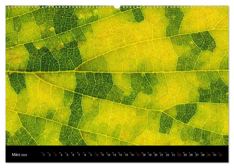 Leaves (CALVENDO wall calendar 2024) 