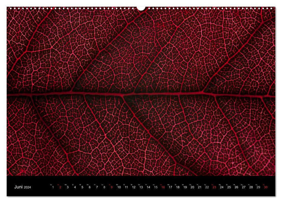Leaves (CALVENDO wall calendar 2024) 