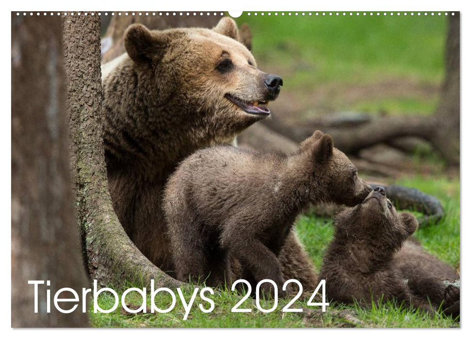 Tierbabys 2024 (CALVENDO Wandkalender 2024)