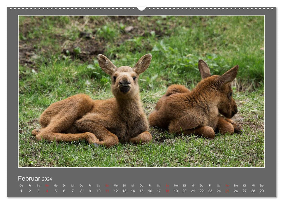 Bébés animaux 2024 (Calendrier mural CALVENDO 2024) 