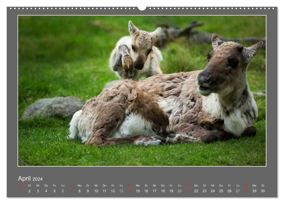 Baby animals 2024 (CALVENDO wall calendar 2024) 