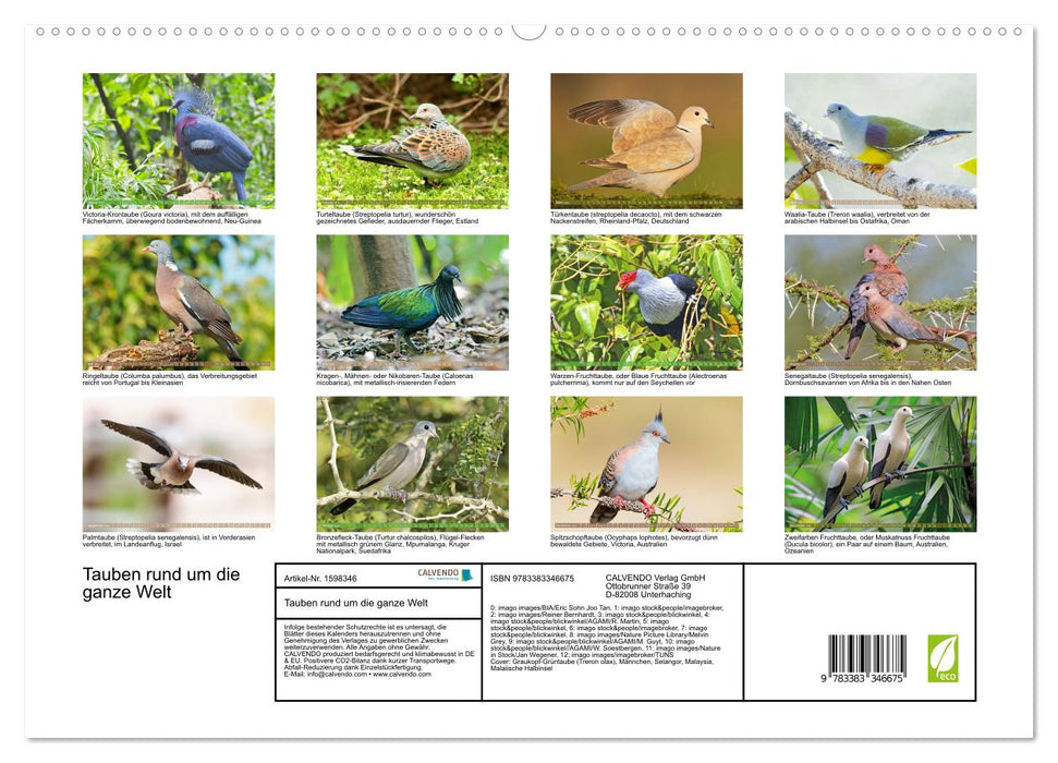 Pigeons around the world (CALVENDO Premium Wall Calendar 2024) 