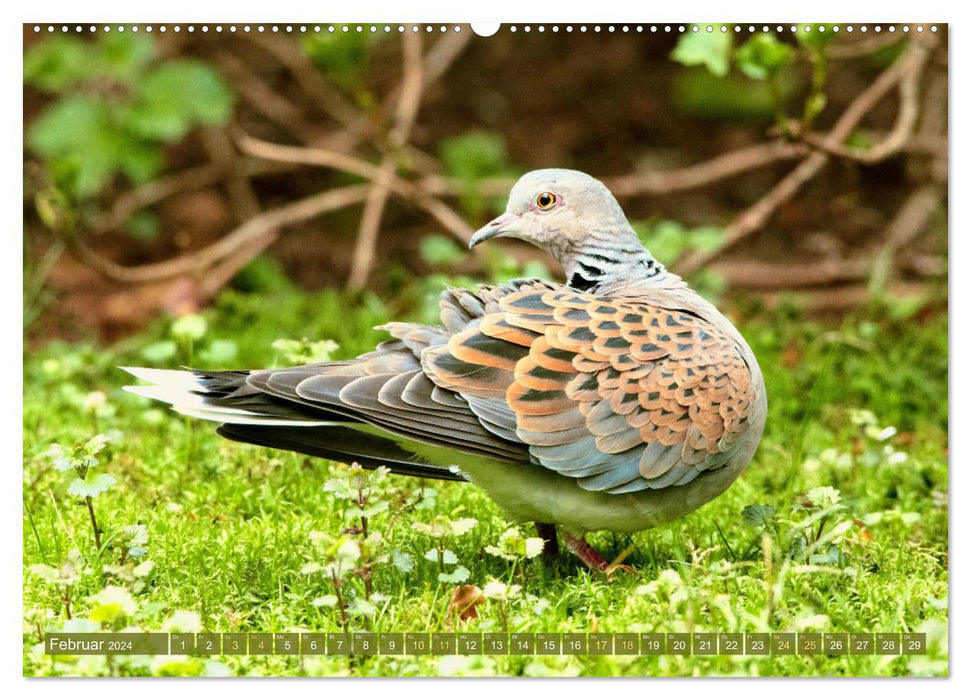 Tauben rund um die ganze Welt (CALVENDO Premium Wandkalender 2024)