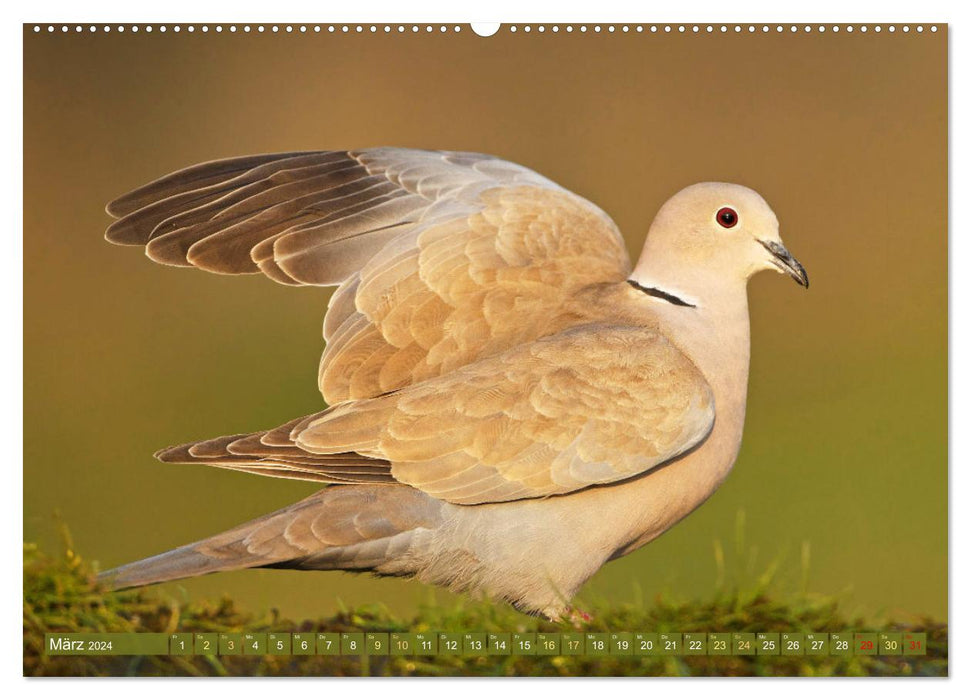Tauben rund um die ganze Welt (CALVENDO Premium Wandkalender 2024)