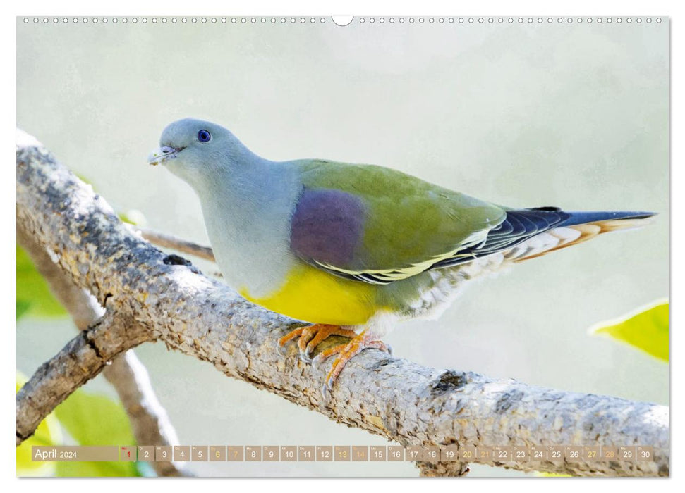 Pigeons à travers le monde (Calendrier mural CALVENDO Premium 2024) 