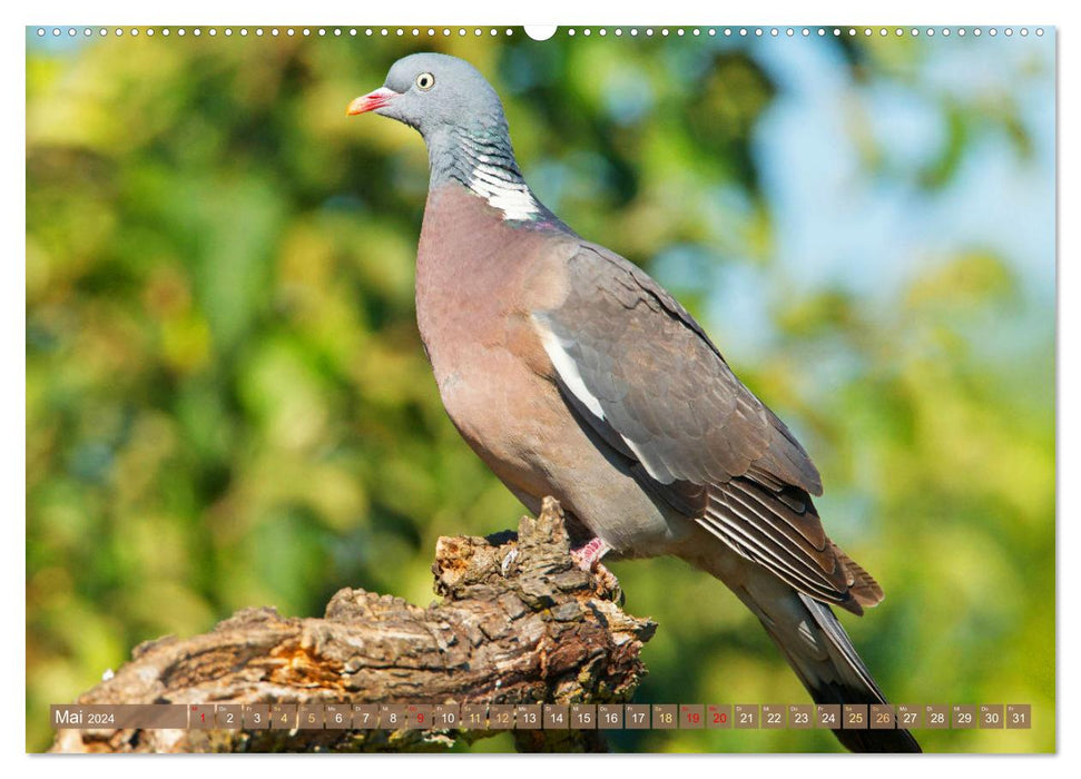 Pigeons around the world (CALVENDO Premium Wall Calendar 2024) 