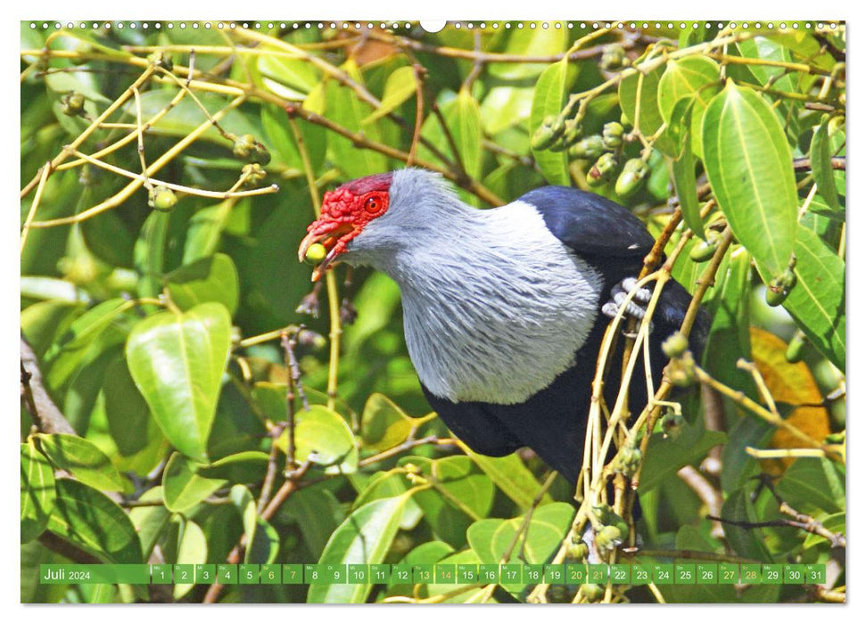 Pigeons à travers le monde (Calendrier mural CALVENDO Premium 2024) 