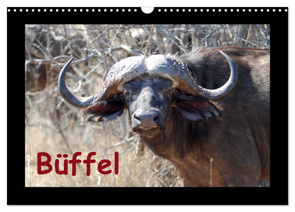 Büffel (CALVENDO Wandkalender 2024)