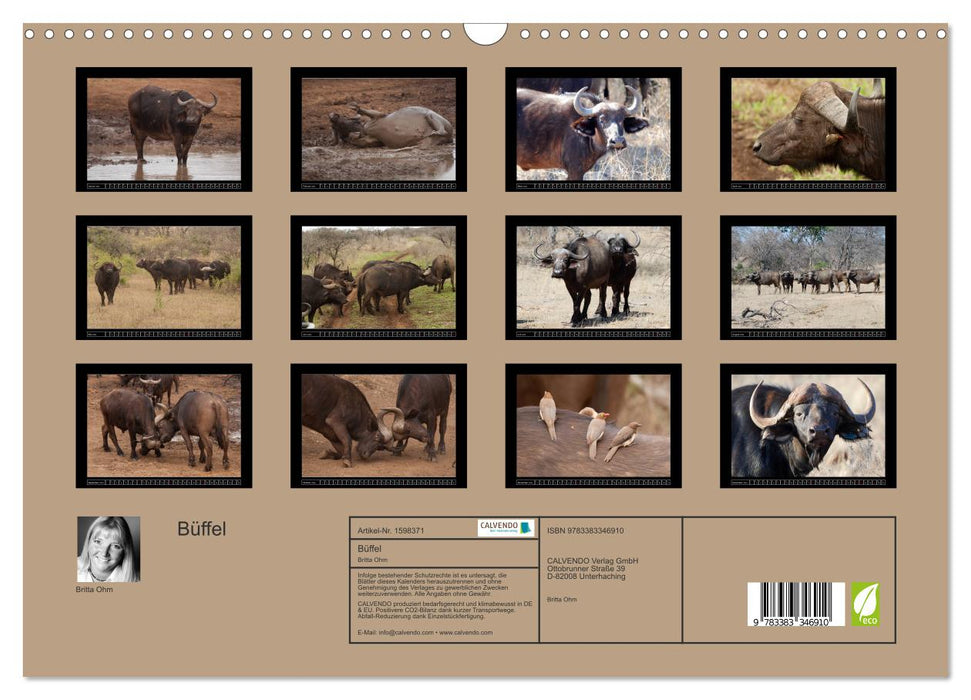 Buffalo (CALVENDO wall calendar 2024) 