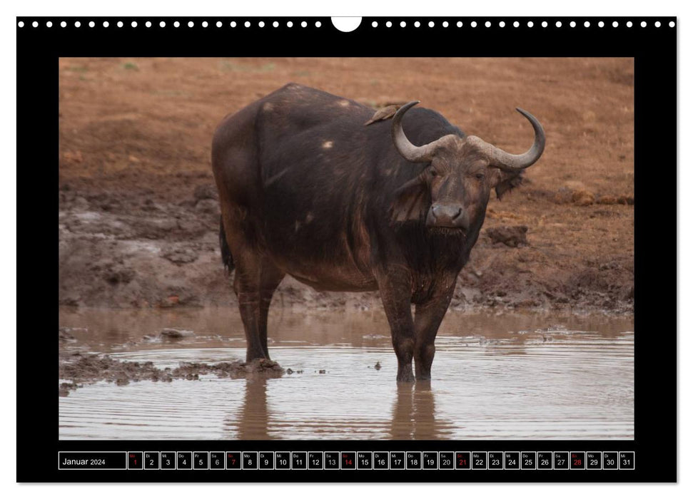 Buffle (Calendrier mural CALVENDO 2024) 