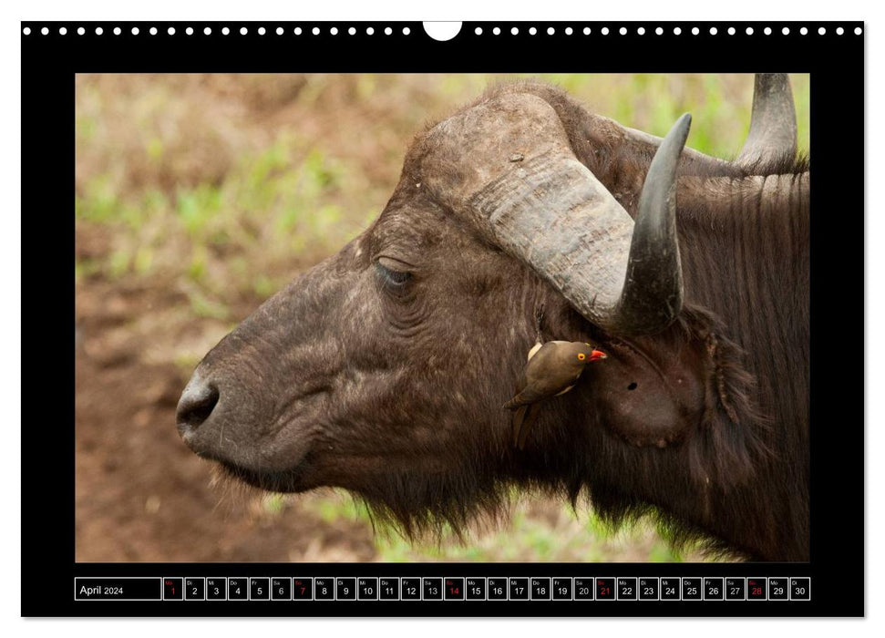 Buffalo (CALVENDO wall calendar 2024) 