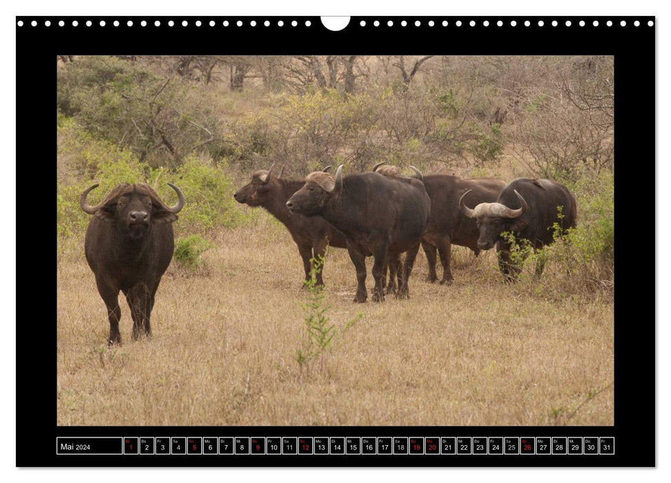 Buffalo (CALVENDO wall calendar 2024) 